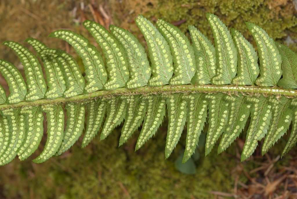 Polysticum lonchitis / felce lonchite